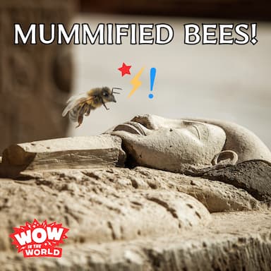 Mummified Bees!