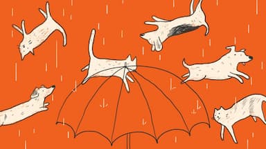 It's Raining Cats and Dogs